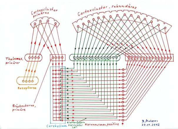 Substitution of the magnocellular climbing fibers of the striosome system by the parvocellular climbing fibers of the matrix system