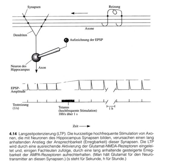 LPT und LTP im Hippocampus