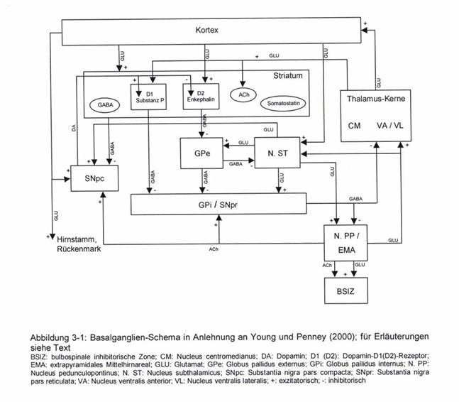 Basalganglienschema nach Young und Penney