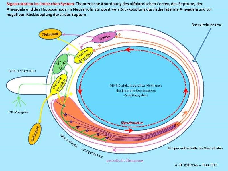 Zusï¿½tzliche negative Rï¿½ckkopplung vom Septum zum Hippocampus zur Pausenbildung